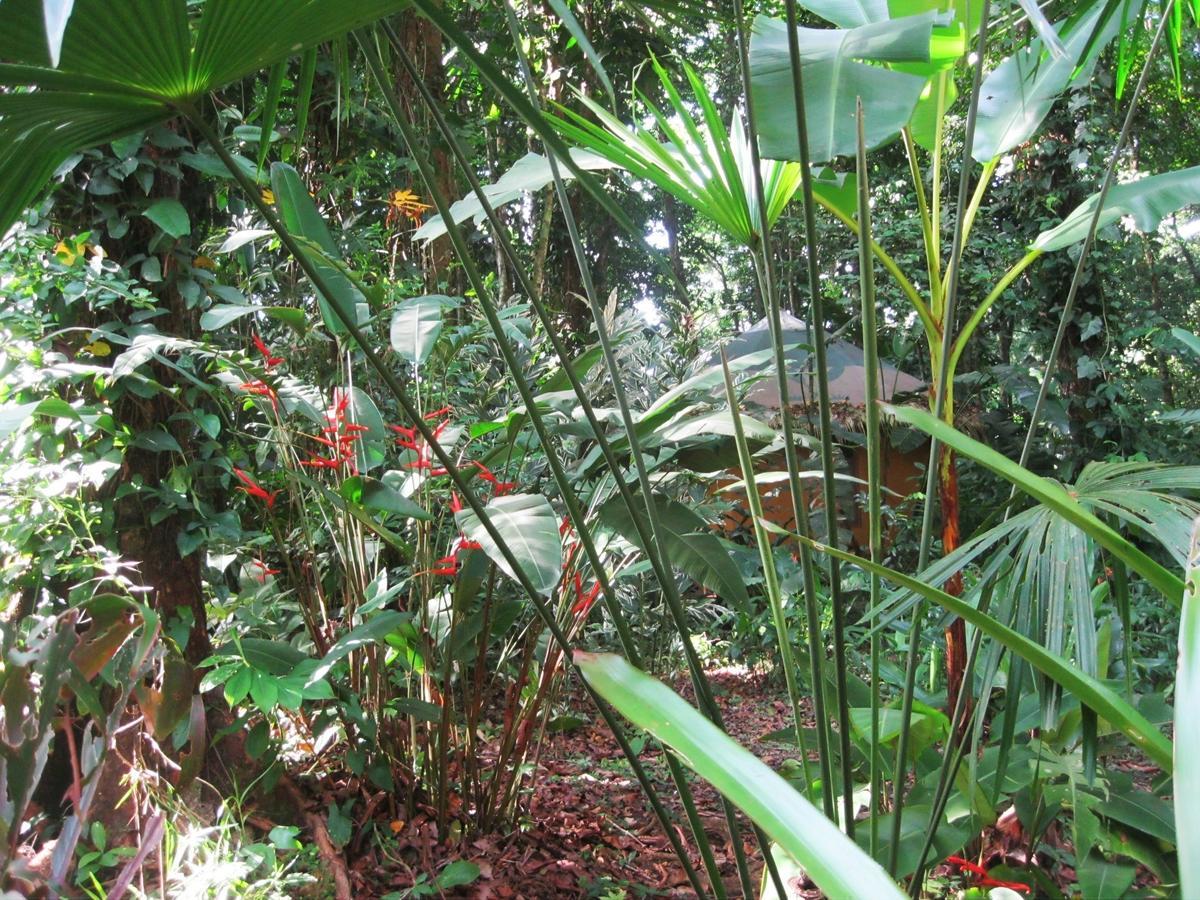 Korrigan Lodge Cahuita Room photo